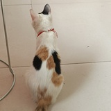 猫主子