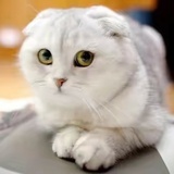折耳猫❤