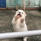 金刚奥特曼