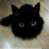 喵katze||米兔