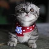 猫奴收容所