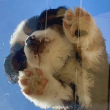 bb