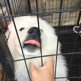 游侠