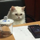 咪咪猫猫