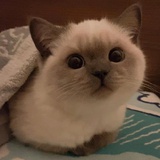 杨花大大桥