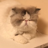 hutako