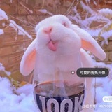 L白了个兔🐰