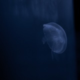 一个苦瓜