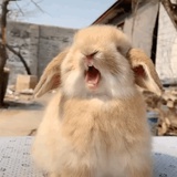 眨眨