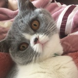 雅冬