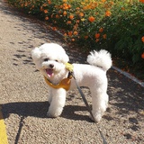 扬🌼