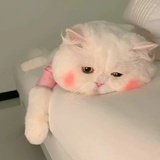 linko