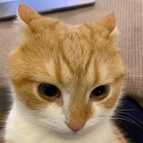 咪