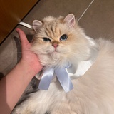 黄黄不可终日