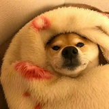 (❀｣╹□╹)｣*･加油