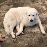 哈罗