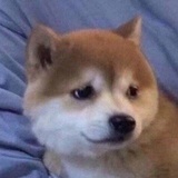 楚箻