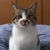 茁壮生长的豆苗