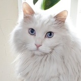 neko雪