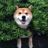 安逸
