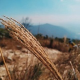 西柚