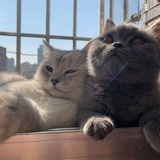 芒果奶茶汤圆🐱