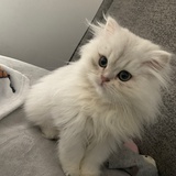 臭屁麻麻