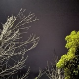 planet_plant