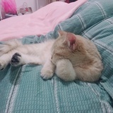 崯
