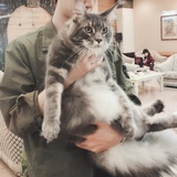 爱捡八倍镜的猫