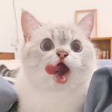 落日胖头鱼