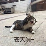 风吹来了一本书