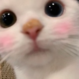沫沫沫鱼