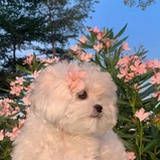 展红绫