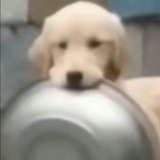 平头小白狗