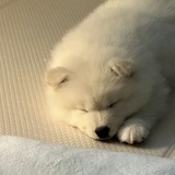 猫猫鱼🌙