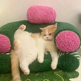 望云归