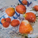 Eliauk