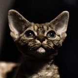 SC德文卷毛🐱