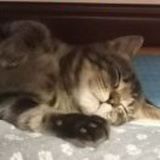  维恰小公举