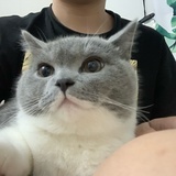 嘟嘟