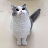 春色