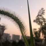 初夏的浪漫