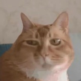 不吃胡萝卜