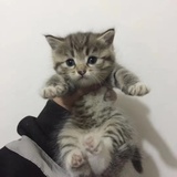 憨皮