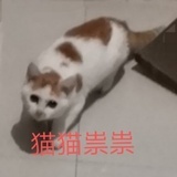 焦焦碳碳