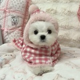 ClementineY