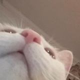 栗酱