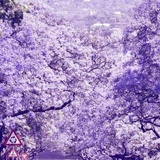 花未眠