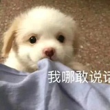 一只小芋圆